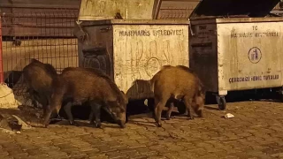 Marmaris'i domuzlar ele geirdi