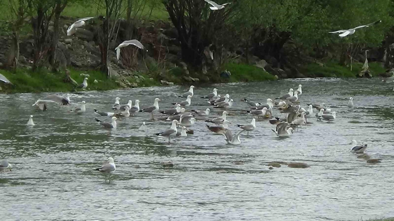 Mart�lar�n ilgin� bal�k kavgas�