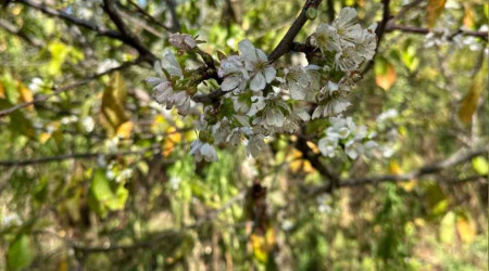 Mevsimleri şaşıran kiraz ağaçları çiçek açtı