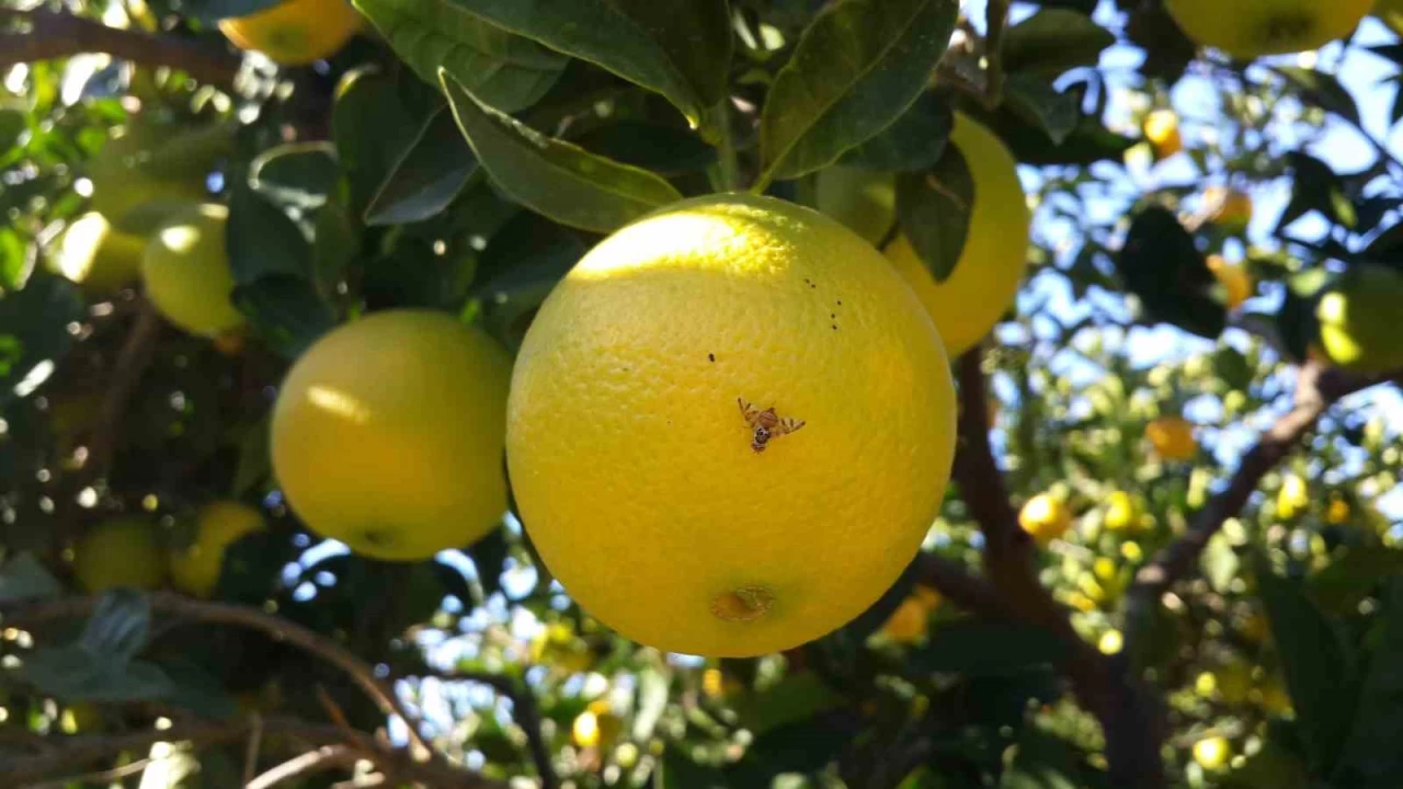 Meyve bah�eleri i�in 'ila�lama' �a�r�s�