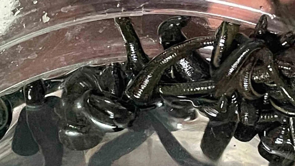 Mezbaha kan�yla besleniyor, bir�ok hastal��a �ifa oluyorlar