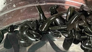 Mezbaha kanıyla besleniyor, birçok hastalığa şifa oluyorlar