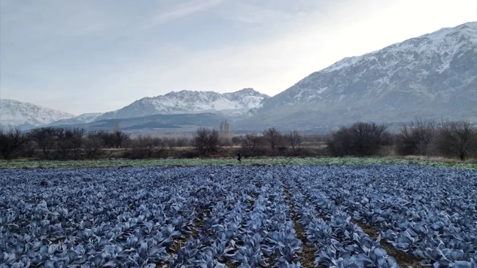 Mikroklima �zelli�i nedir? �lkemizde nerelerde g�r�l�r?