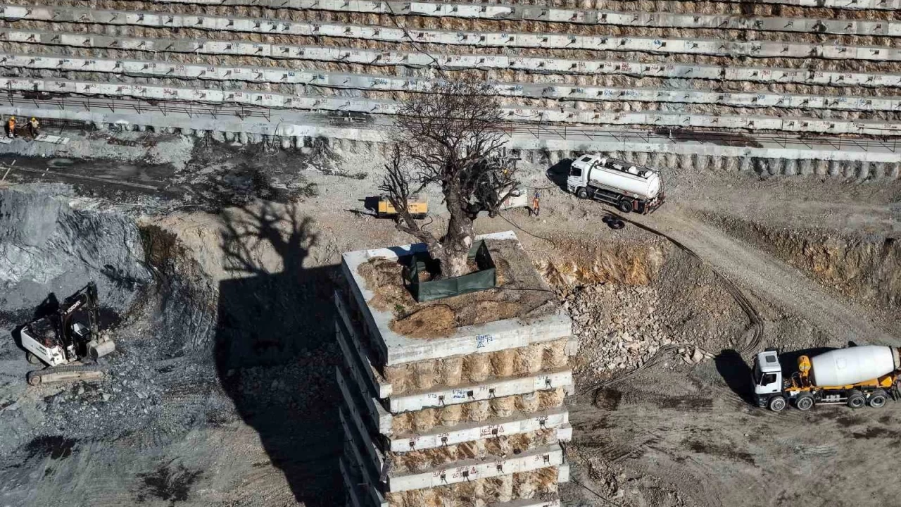 Milyarlık projede tarihi ağaca fore kazıklı koruma
