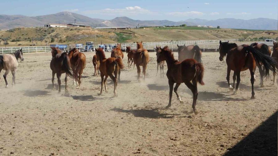 Milyonluk taylar g�r�c�ye ��kmaya haz�rlan�yor