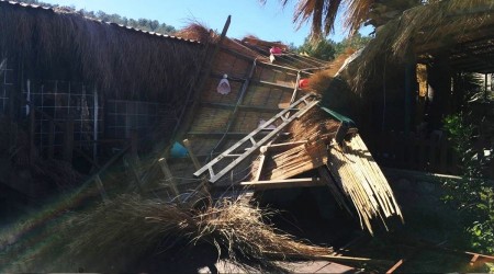 Muğla'da kuvvetli fırtına ağaçları devirdi