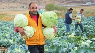 Mu Ovas'nda lahana hasad balad