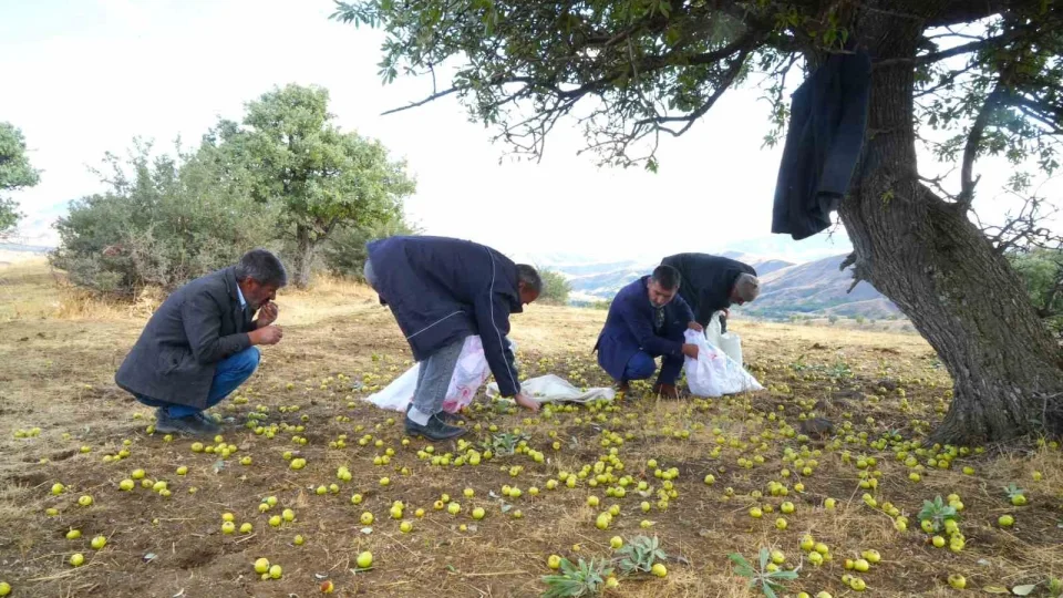 Muş'ta 110 bin ahlat ağacında armut hasadı sürüyor