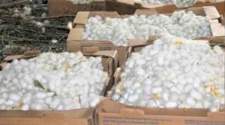 Nallıhan'da ipek böceği kozası hasat zamanı