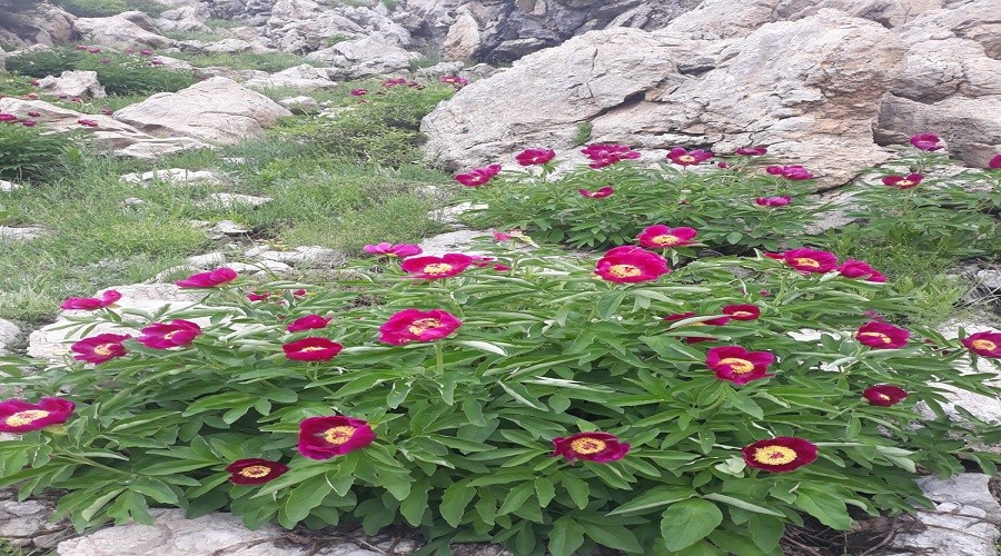 O g�l� koparman�n cezas� 73.747 TL