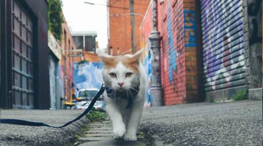 O �ehirde kediler soka�a ��kamayacak!