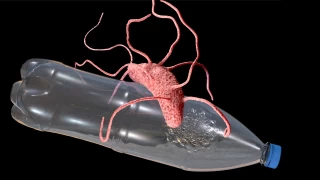 Okyanuslardaki plastik atıkları yiyen bakteri keşfi