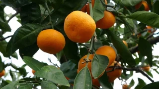 Ordu'da narenciye hasadı başladı