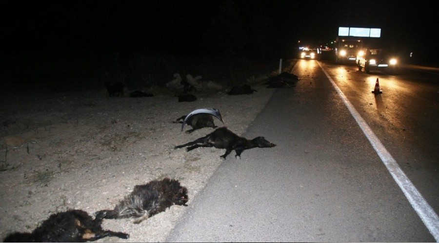 Otomobiller sürüye daldı: 23 keçi telef oldu