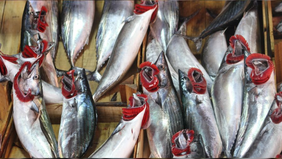 Palamut gidiyor, l�fer ve hamsi geliyor