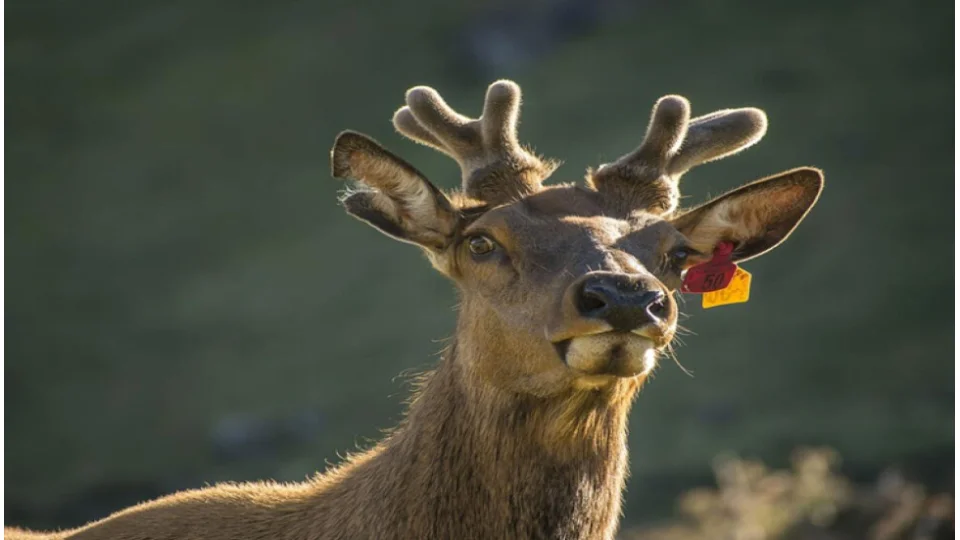 Ren Geyikleri uyurken geviş getirir mi?