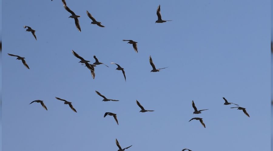 Reyhanl� Baraj�'nda 194 ku� t�r� g�zlemlendi 