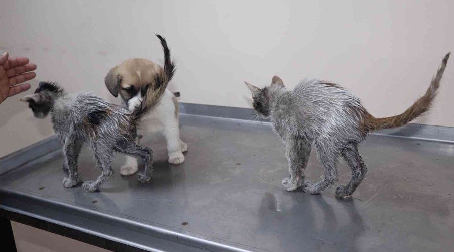 Rize'de insanl�k d��� olay