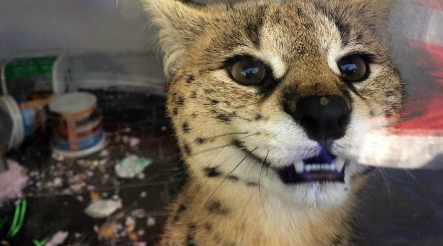 Sakarya'da vahşi kedi ele geçirildi