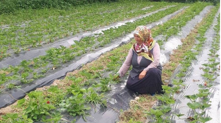 Samsun'da çilek rekoltesi artıyor