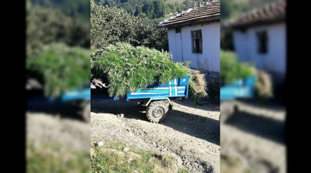 Samsun’da esrar ve kenevir operasyonu