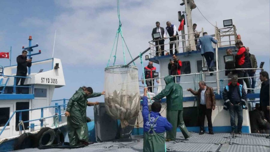 Samsun'da T�rk somonu hasad� ba�lad�