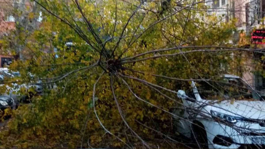 Sarıyer'de kamyonun çarptığı ağaç yola devrildi