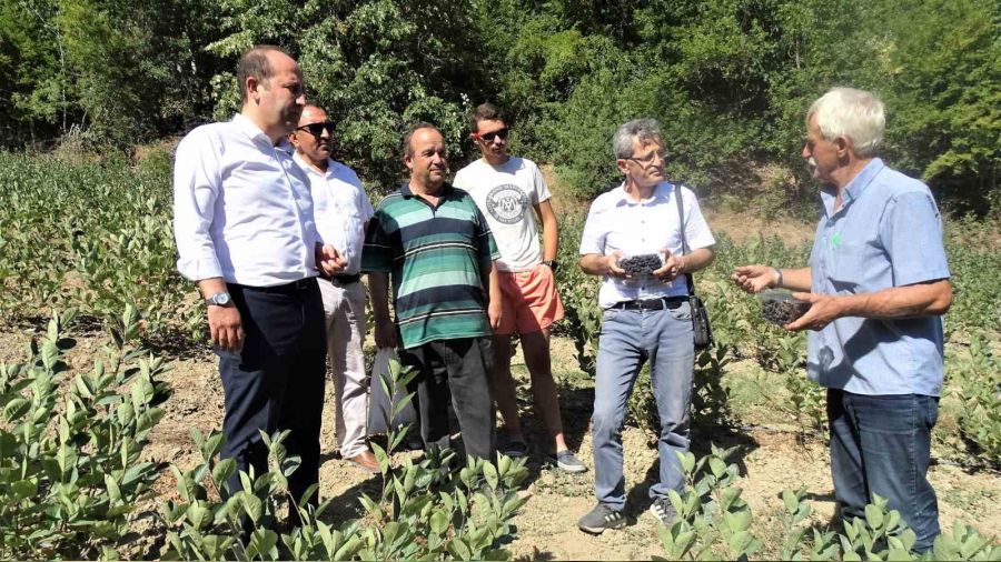 S�per meyvede ilk hasat