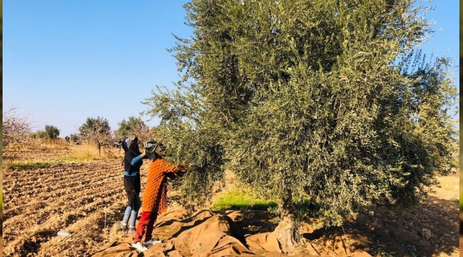 Tarım işçileri sınırda zeytin topladı