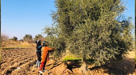 Tarım işçileri sınırda zeytin topladı