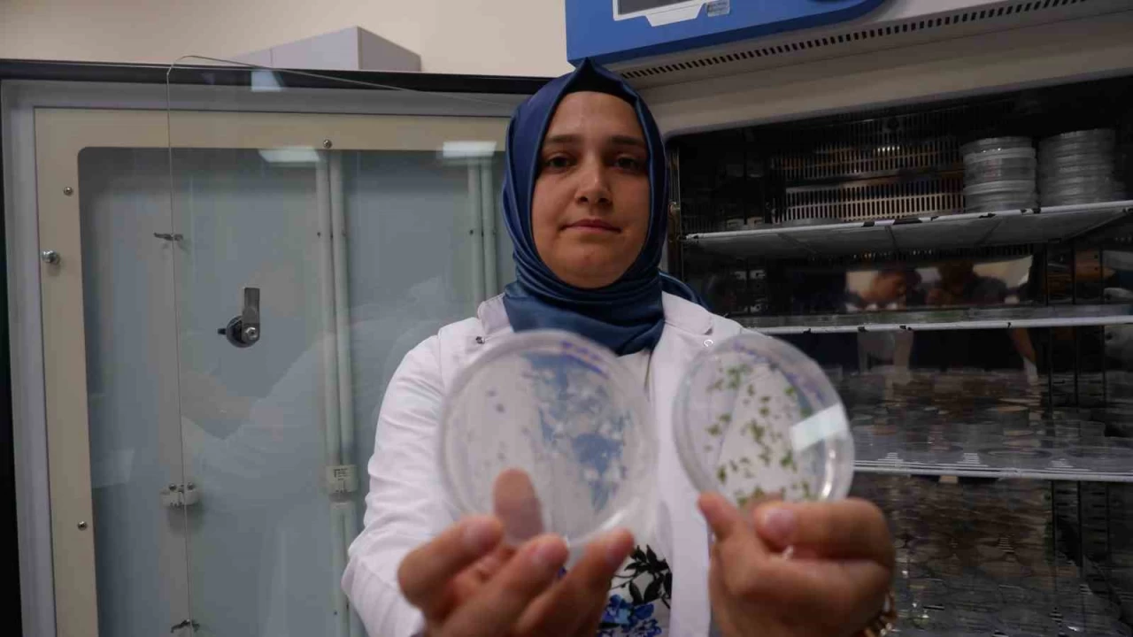 Tar�m topra��na  D vitamini deste�i