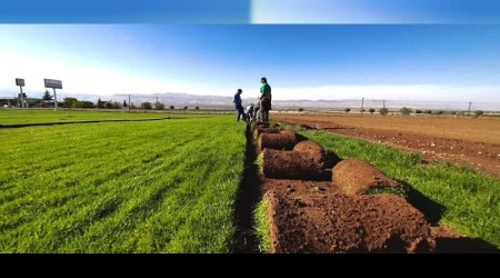 Tarımsal üretim ve ar-ge sahasında 15 bin metrekare rulo çim üretildi
