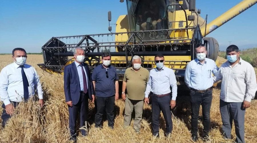 Tarsus'ta yerli tohum ekimi yap�lan bu�day �e�itleri hasat edildi