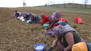 Taşköprü sarımsağı toprakla erken buluştu