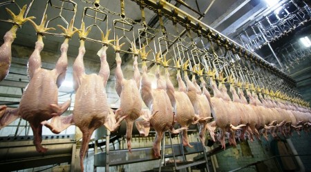 Tavuk eti üretimi Ekim ayında azaldı