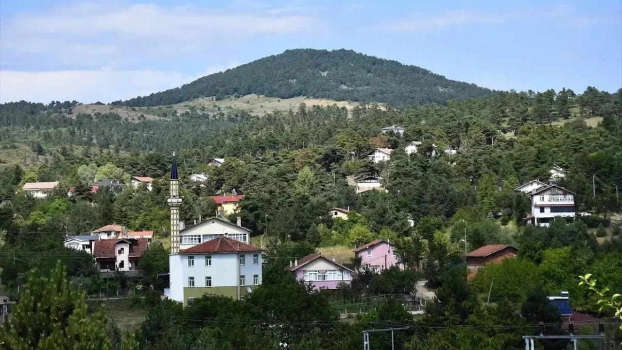 Tokat Çamiçi Yaylası: Çam kokulu bir kaçış noktası