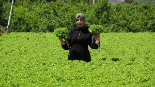 Topraksız tarımla 26 günde salatalık, 30 günde marul üretiyor