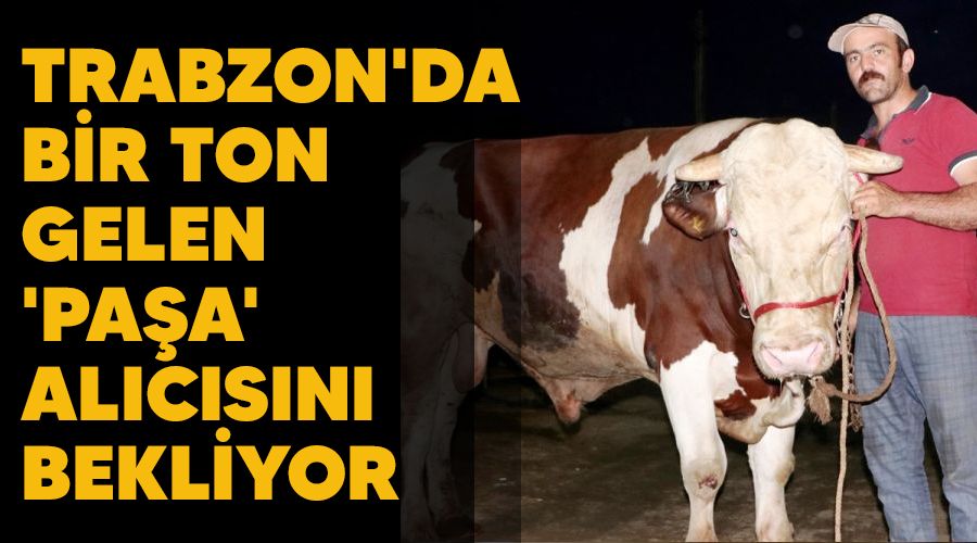 Trabzon'da bir ton gelen 'Paşa' alıcısını bekliyor