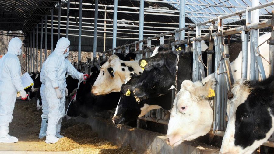 Trabzon'da Kurban Bayram� �ncesi �ap pani�i