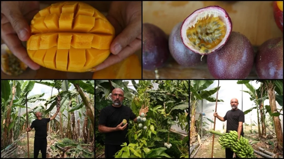 Tropikal cennet Alanya�da tar�m