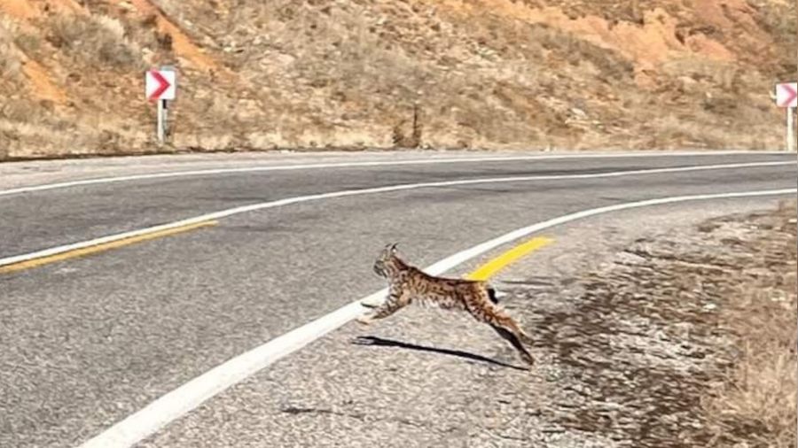 Tunceli'de k�rm�z� listedeki va�ak foto�rafland�