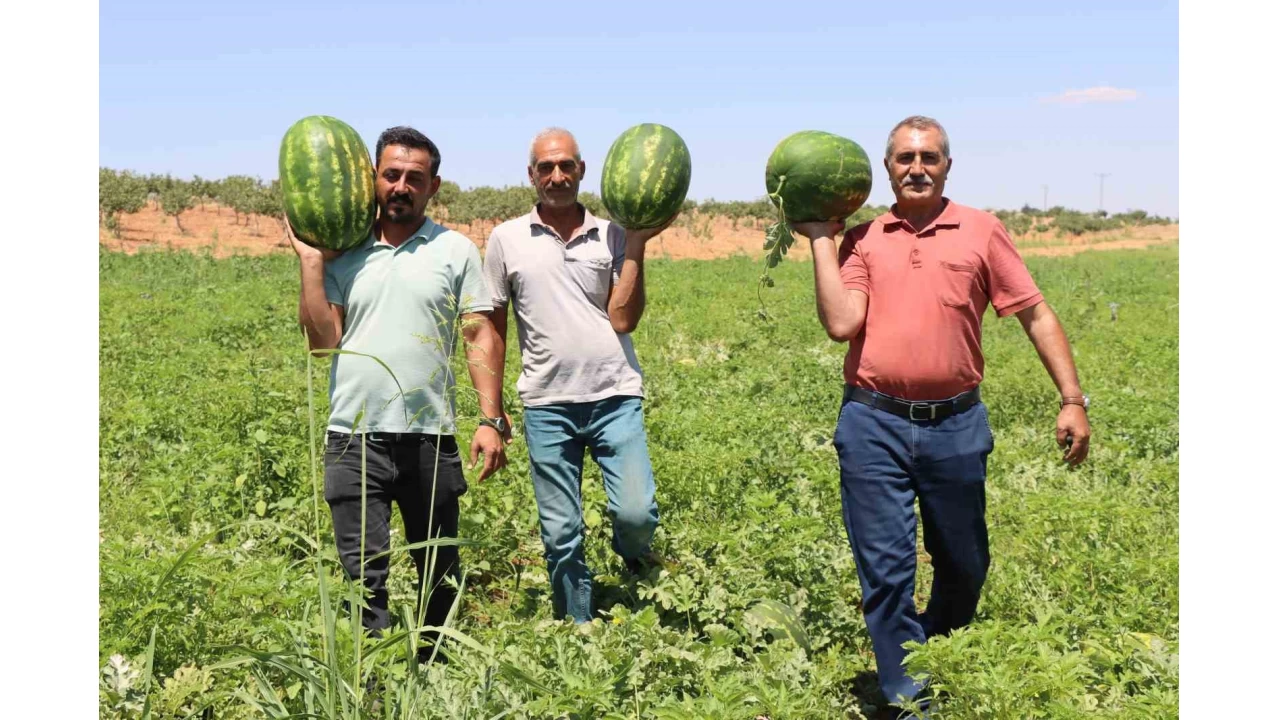 Trkiye'nin en lezzetli karpuzlarndan biri anlurfa'da yetiiyor