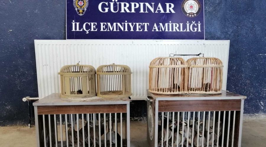 Van'da 2 pitbull'a el konuldu