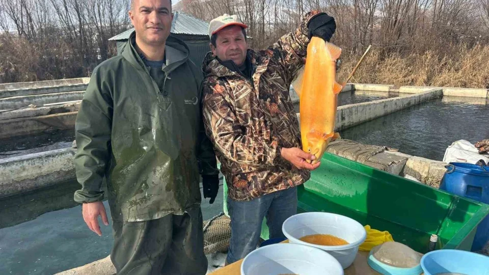 Van'da binlerce ton kapasiteli tesislerde alabal�k sa��m� ba�lad�