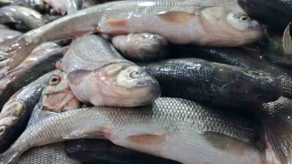 Van'da havalarn soumasyla inci kefaline ilgi artt