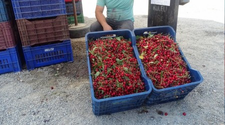 Vişnenin fiyatı 9 yılda 50 kuruş arttı
