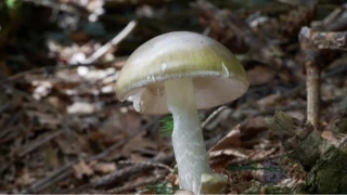 Yabani Mantar Toplarken Dikkat