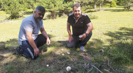 Yağışlar mantara bereket, sofralara lezzet getirdi