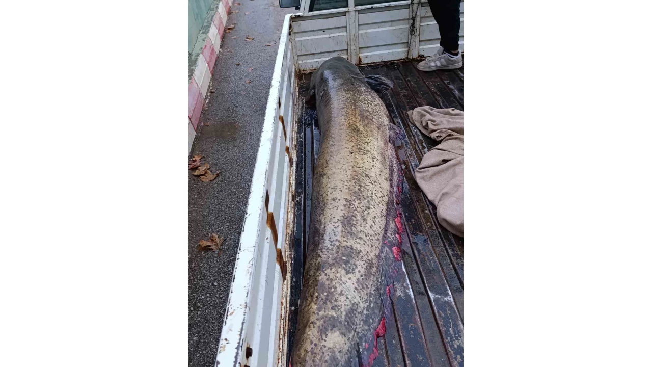 Yakalanan 65 kiloluk dev balk, grenleri akna evirdi