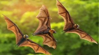 Yarasalar�n uzun ya�am s�rr�: �nsan ba����kl�k sistemi i�in yeni bir umut mu?